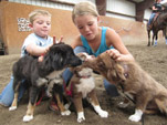 Teddiie's pups