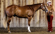 What a pretty picture (Rowels & Rawhide Photography)
