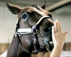  horsin' around